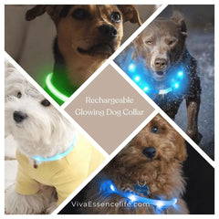 AuraGlow LED Dog Collar: Illuminate Nighttime Walks