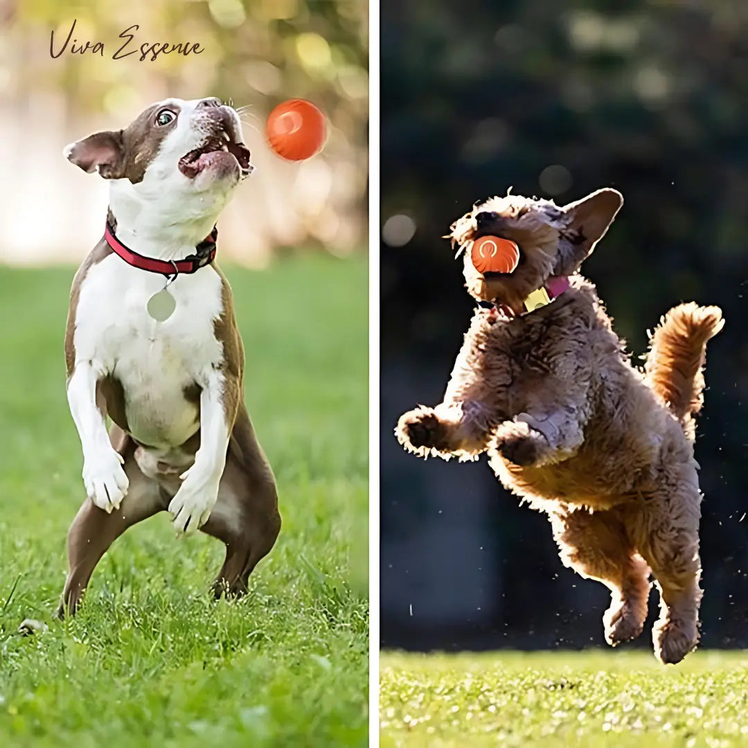 IntelliRoll: The Smart Ball for Happy Pets