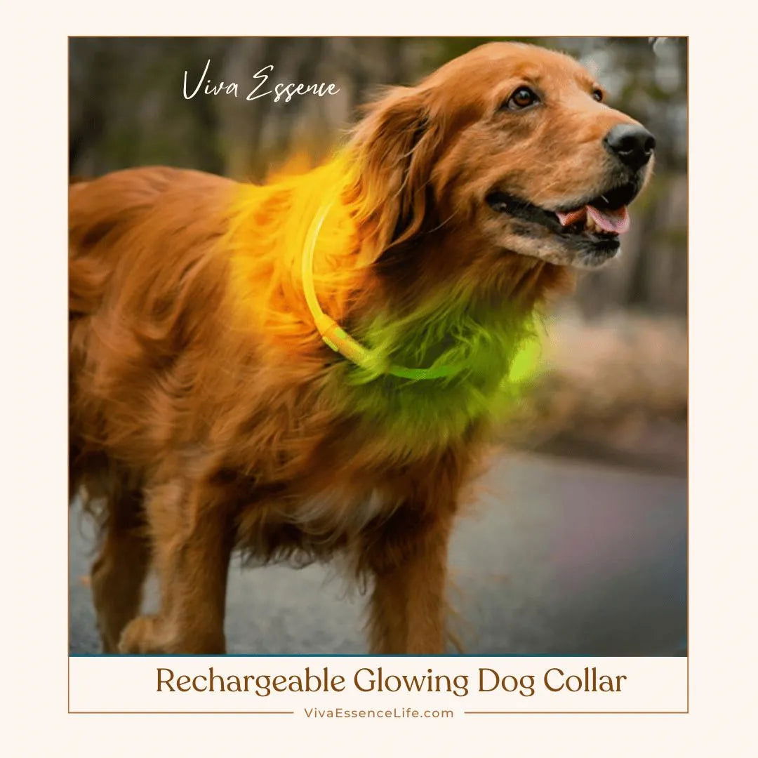 AuraGlow LED Dog Collar: Illuminate Nighttime Walks